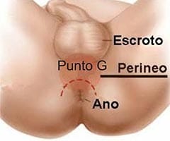 Punto G masculino