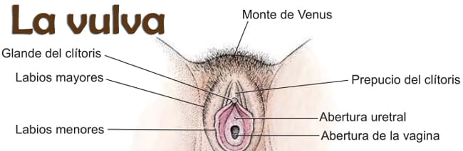 vagina y vulva