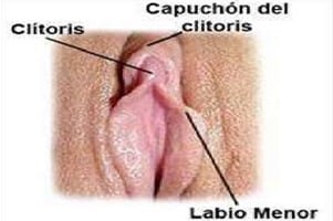 Clítoris - Significado y datos curiosos