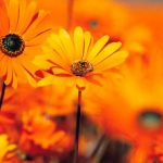 Imagen de Angelicaazul